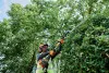 Бензоножницы Husqvarna 525HE3