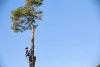 Бензопила Husqvarna 550XP Mark II