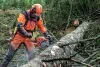 Бензопила Husqvarna 550XP Mark II