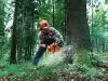 Бензопила Husqvarna 555