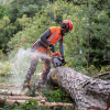 Бензопила Husqvarna 550XP Mark II